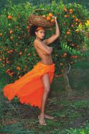 Mandarin Tree